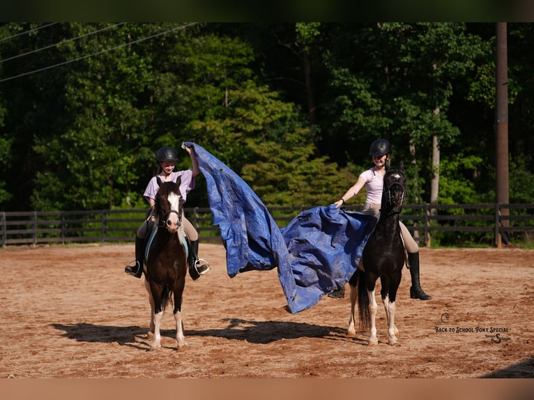 Quarter Pony Mix Ruin 12 Jaar 127 cm Gevlekt-paard in Clover
