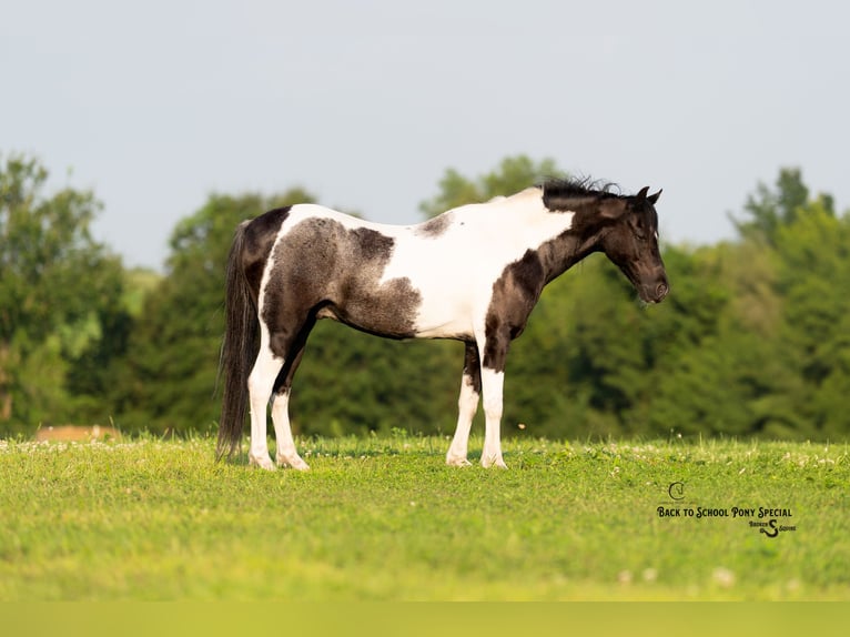 Quarter Pony Mix Ruin 12 Jaar 127 cm Gevlekt-paard in Clover