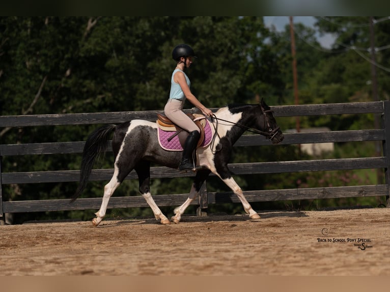 Quarter Pony Mix Ruin 12 Jaar 127 cm Gevlekt-paard in Clover
