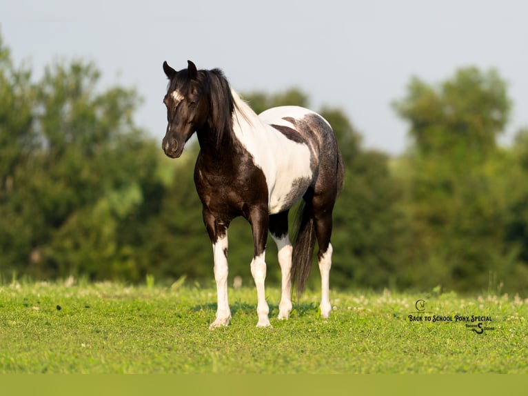 Quarter Pony Mix Ruin 12 Jaar 127 cm Gevlekt-paard in Clover