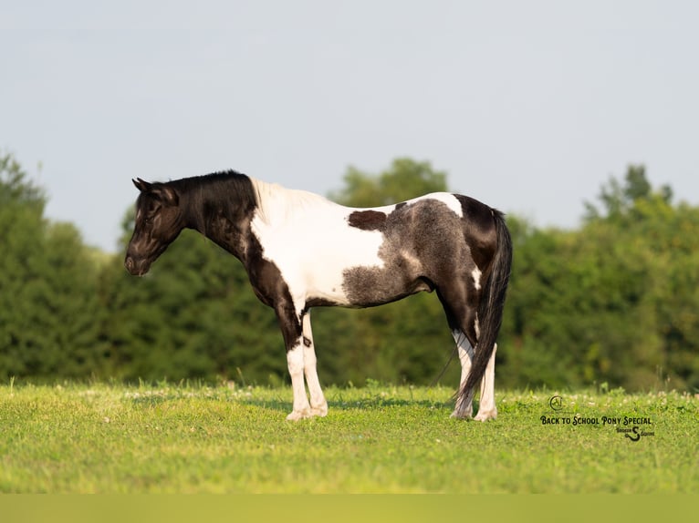 Quarter Pony Mix Ruin 12 Jaar 127 cm Gevlekt-paard in Clover