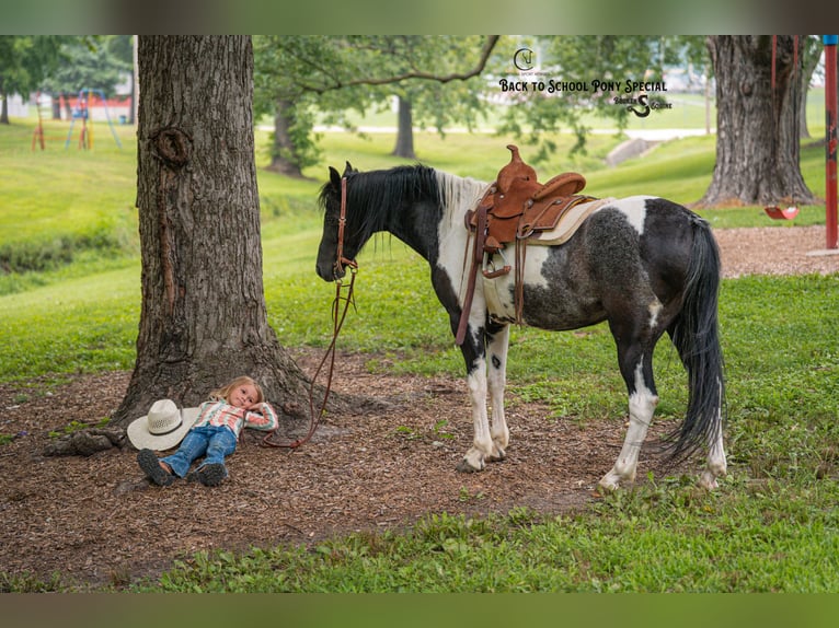 Quarter Pony Mix Ruin 12 Jaar 127 cm Gevlekt-paard in Clover