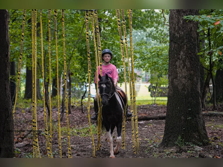 Quarter Pony Mix Ruin 12 Jaar 127 cm Gevlekt-paard in Clover