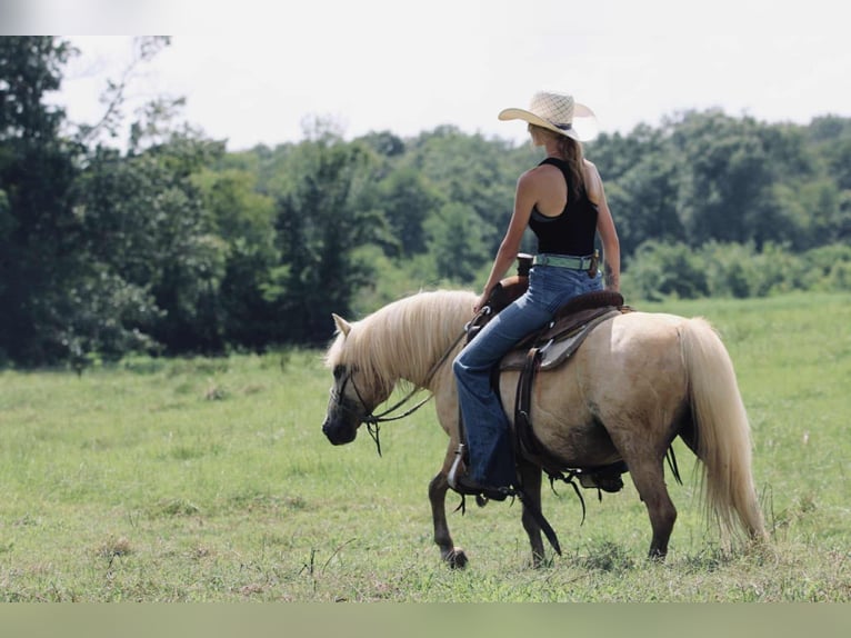 Quarter Pony Ruin 12 Jaar 127 cm Palomino in Carthage, TX