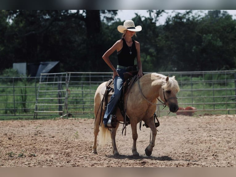Quarter Pony Ruin 12 Jaar 127 cm Palomino in Carthage, TX