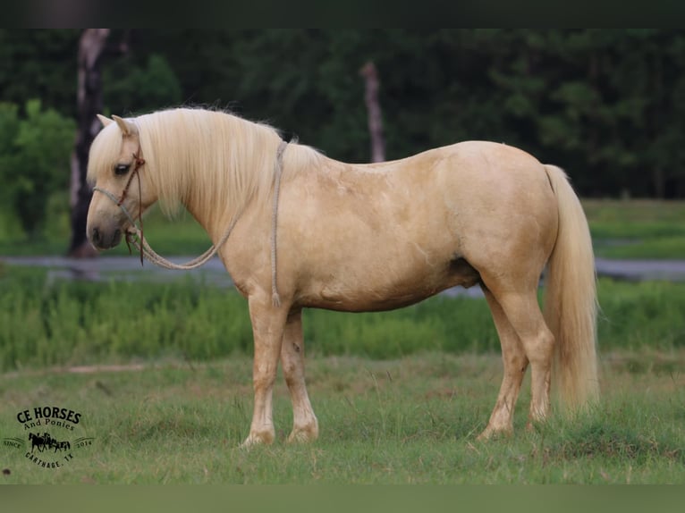Quarter Pony Ruin 12 Jaar 127 cm Palomino in Carthage, TX