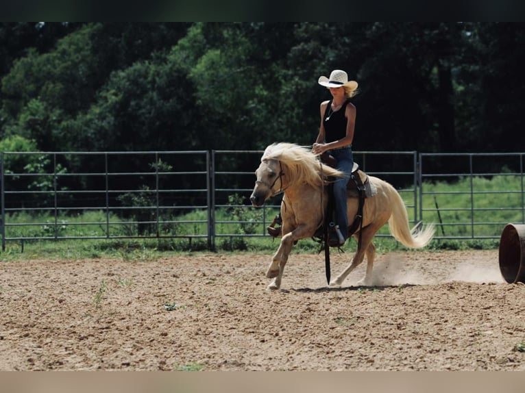Quarter Pony Ruin 12 Jaar 127 cm Palomino in Carthage, TX