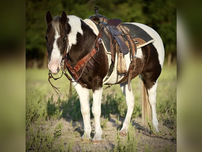 Quarter Pony Ruin 12 Jaar 132 cm Gevlekt-paard in Weatherford
