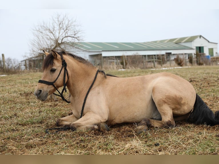 Quarter Pony Ruin 12 Jaar 135 cm Buckskin in Wallingford