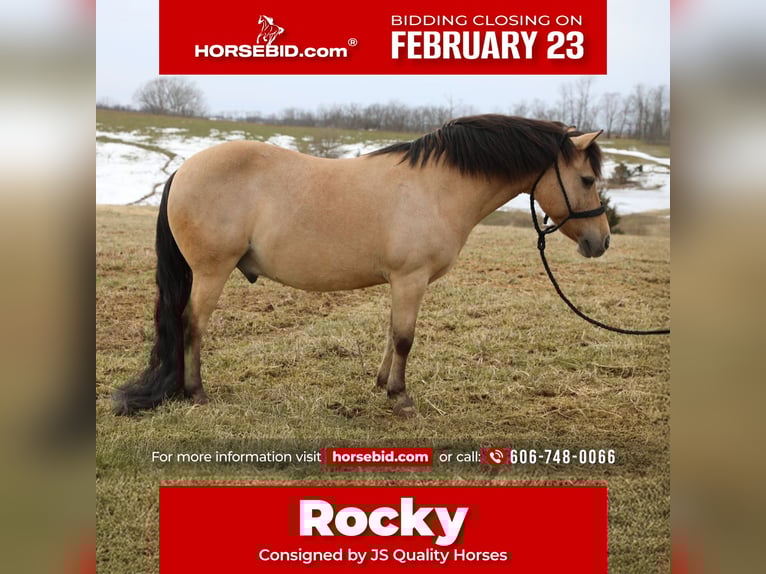 Quarter Pony Ruin 12 Jaar 135 cm Buckskin in Wallingford