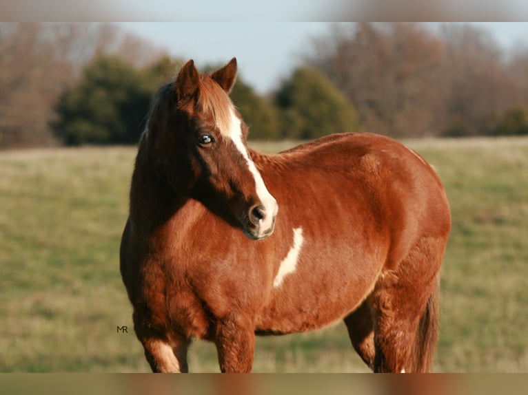 Quarter Pony Ruin 13 Jaar 122 cm Gevlekt-paard in Verona