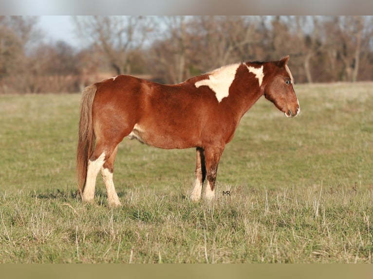 Quarter Pony Ruin 13 Jaar 122 cm Gevlekt-paard in Verona