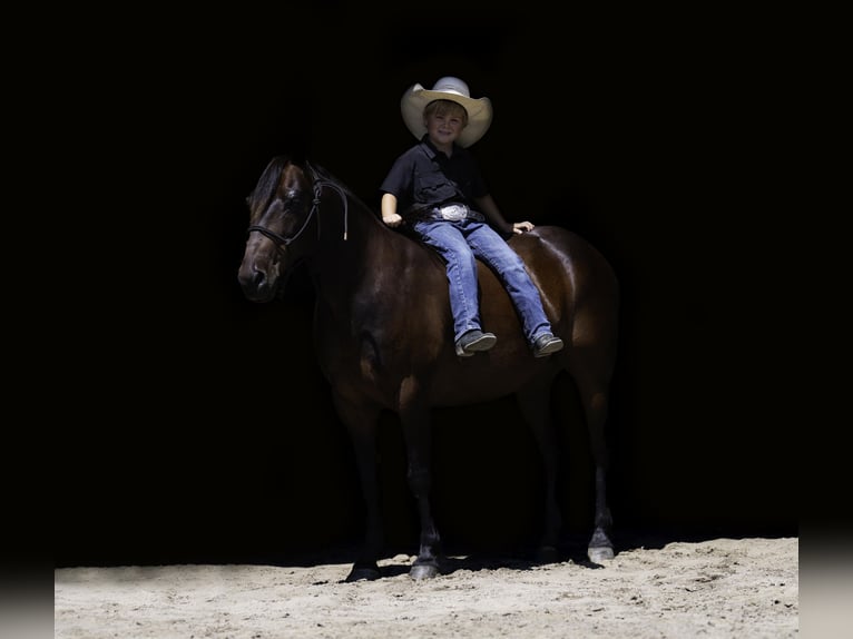 Quarter Pony Ruin 13 Jaar 132 cm Roodbruin in Nevis, MN