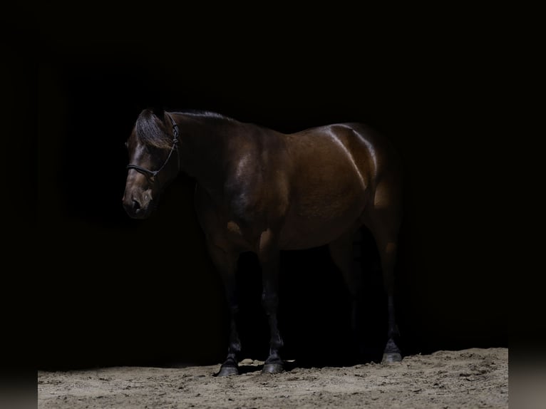 Quarter Pony Ruin 13 Jaar 132 cm Roodbruin in Nevis, MN