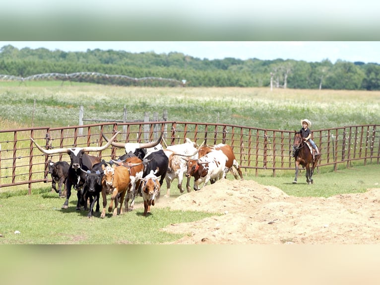 Quarter Pony Ruin 13 Jaar 132 cm Roodbruin in Nevis, MN
