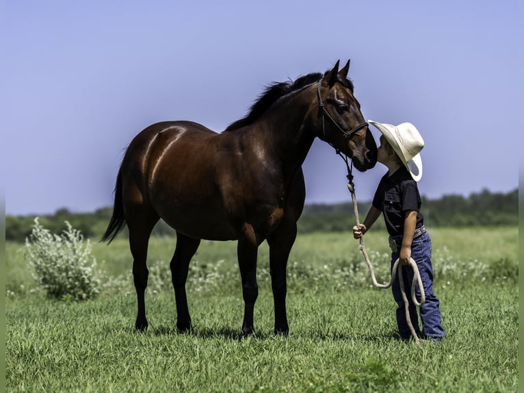 Quarter Pony Ruin 13 Jaar 132 cm Roodbruin in Nevis, MN