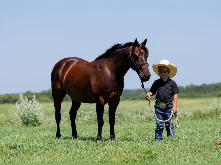 Quarter Pony Ruin 13 Jaar 132 cm Roodbruin in Nevis, MN