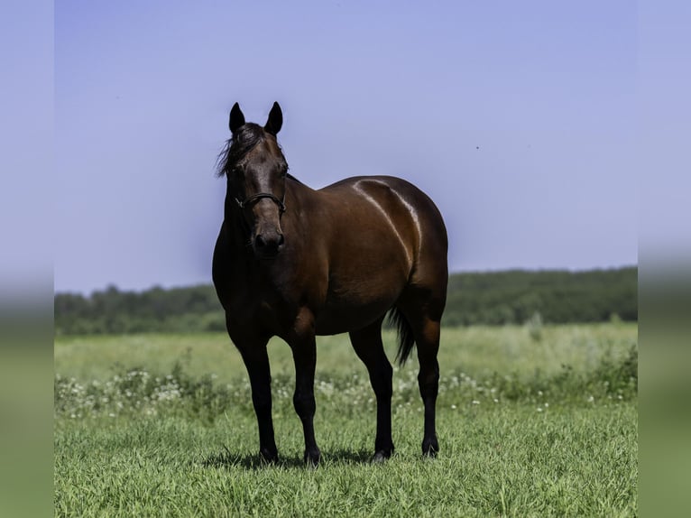 Quarter Pony Ruin 13 Jaar 132 cm Roodbruin in Nevis, MN