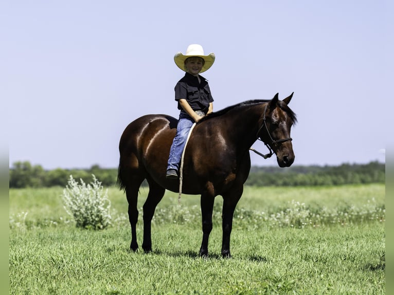 Quarter Pony Ruin 13 Jaar 132 cm Roodbruin in Nevis, MN