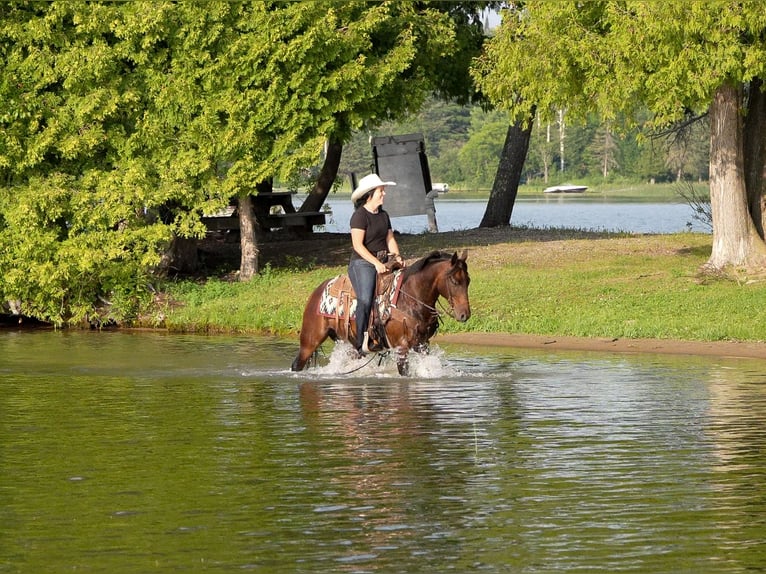 Quarter Pony Ruin 13 Jaar 132 cm Roodbruin in Nevis, MN