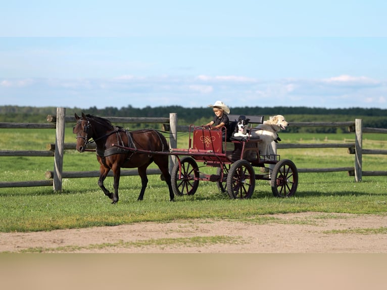 Quarter Pony Ruin 13 Jaar 132 cm Roodbruin in Nevis, MN