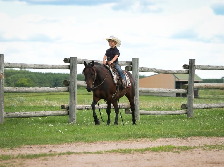 Quarter Pony Ruin 13 Jaar 132 cm Roodbruin in Nevis, MN