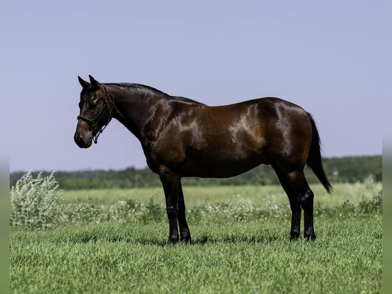 Quarter Pony Ruin 13 Jaar 132 cm Roodbruin in Nevis, MN
