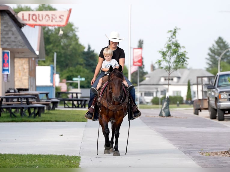 Quarter Pony Ruin 13 Jaar 132 cm Roodbruin in Nevis, MN