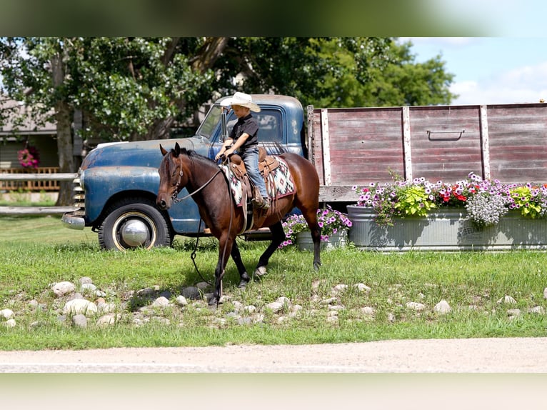 Quarter Pony Ruin 13 Jaar 132 cm Roodbruin in Nevis, MN