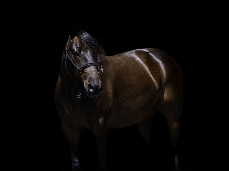 Quarter Pony Ruin 13 Jaar 132 cm Roodbruin in Nevis, MN