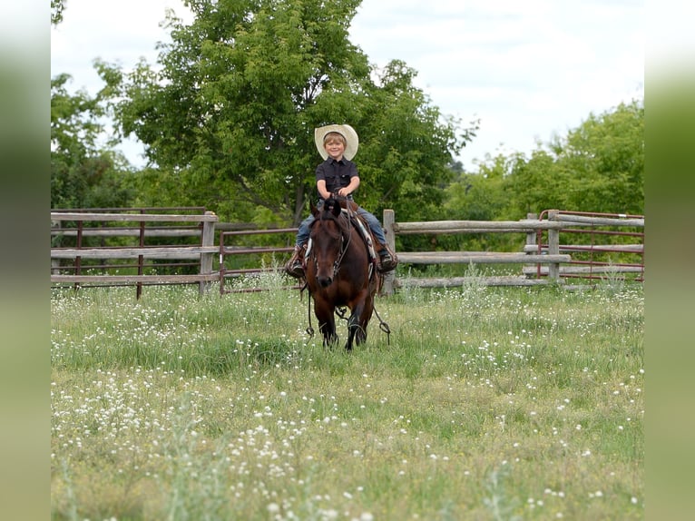 Quarter Pony Ruin 13 Jaar 132 cm Roodbruin in Nevis, MN