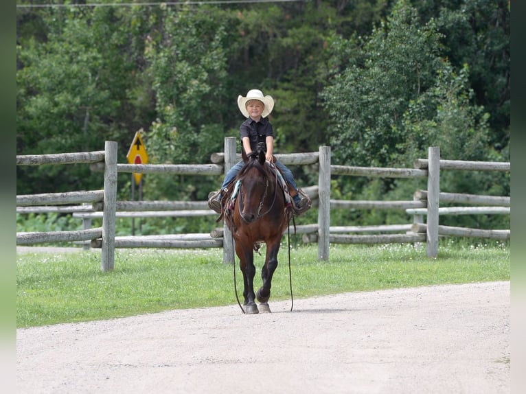 Quarter Pony Ruin 13 Jaar 132 cm Roodbruin in Nevis, MN