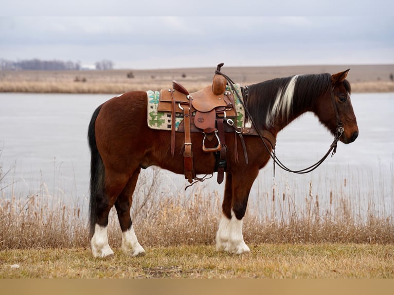 Quarter Pony Mix Ruin 13 Jaar 137 cm Gevlekt-paard in Valley Springs