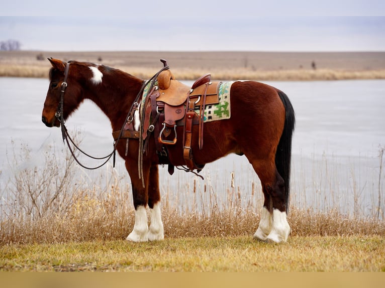 Quarter Pony Mix Ruin 13 Jaar 137 cm Gevlekt-paard in Valley Springs