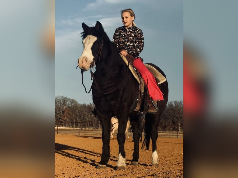 Quarter Pony Ruin 13 Jaar 140 cm Zwart in Cisco