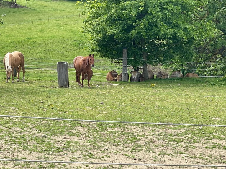 Quarter Pony Ruin 13 Jaar 143 cm Roodbruin in Freistadt