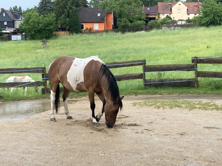 Quarter Pony Mix Ruin 13 Jaar 150 cm Gevlekt-paard in JenaJena