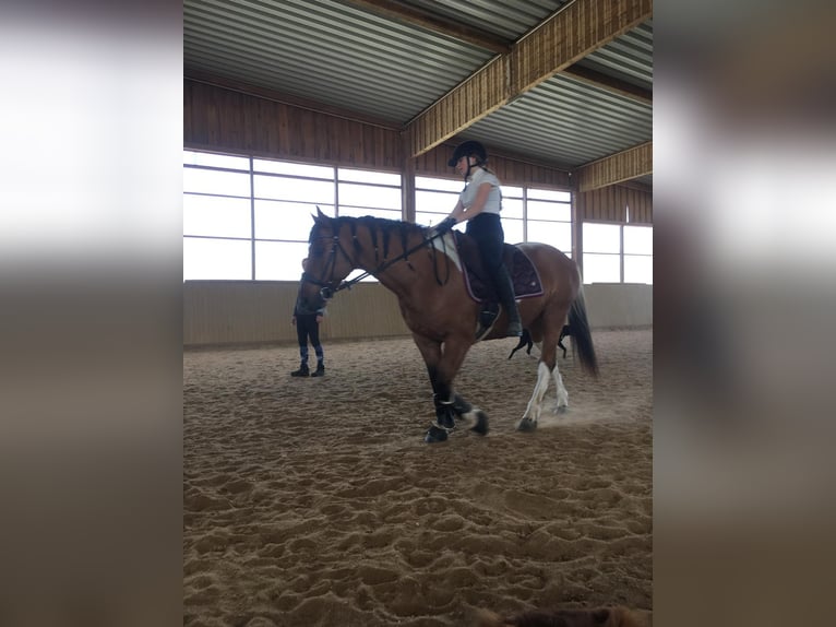 Quarter Pony Mix Ruin 13 Jaar 150 cm Gevlekt-paard in JenaJena