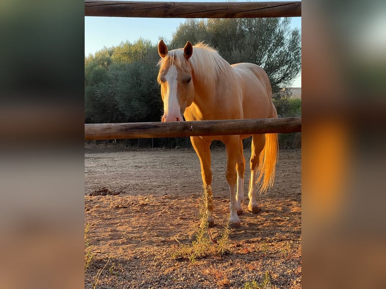 Quarter Pony Ruin 13 Jaar 150 cm Palomino in Felanitx