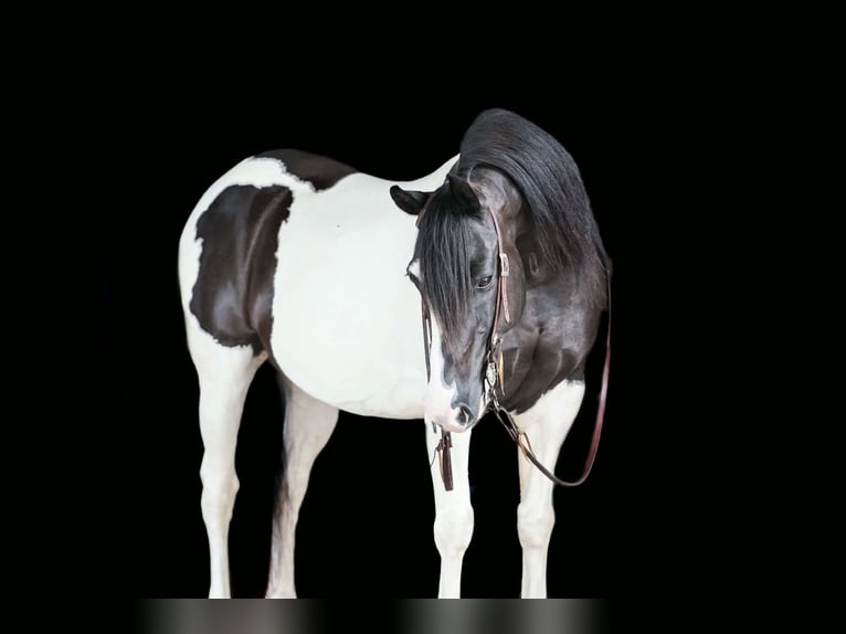 Quarter Pony Ruin 13 Jaar Gevlekt-paard in Clarion