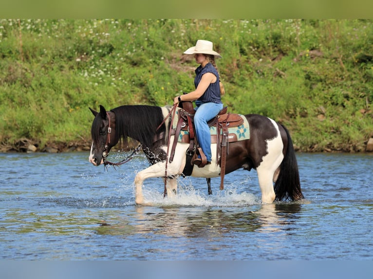 Quarter Pony Ruin 13 Jaar Gevlekt-paard in Clarion