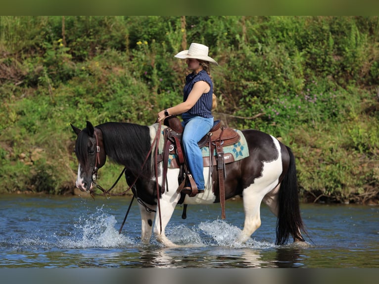 Quarter Pony Ruin 13 Jaar Gevlekt-paard in Clarion