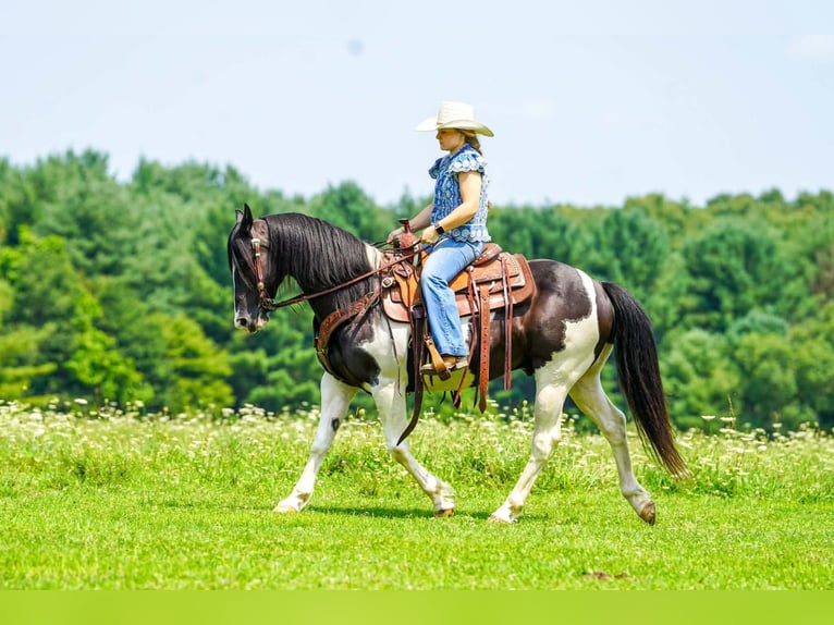 Quarter Pony Ruin 13 Jaar Gevlekt-paard in Clarion