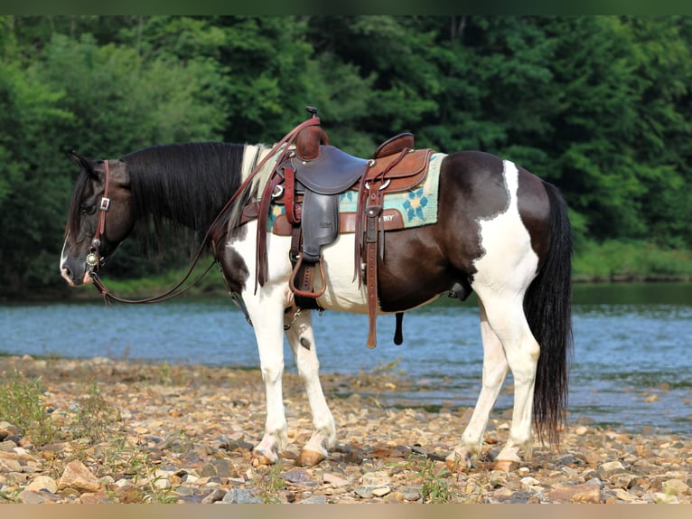 Quarter Pony Ruin 13 Jaar Gevlekt-paard in Clarion
