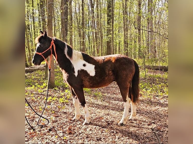 Quarter Pony Ruin 14 Jaar 132 cm Tobiano-alle-kleuren in Gillsville, GA