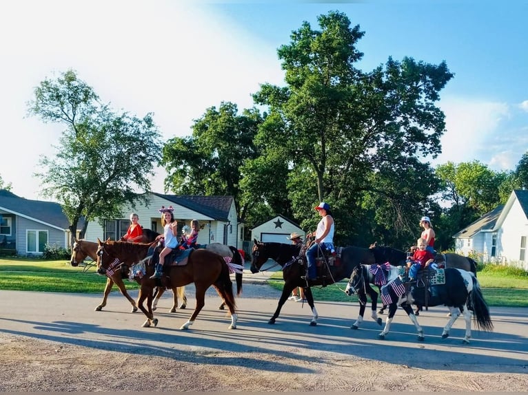 Quarter Pony Ruin 14 Jaar in Valley Springs, SD
