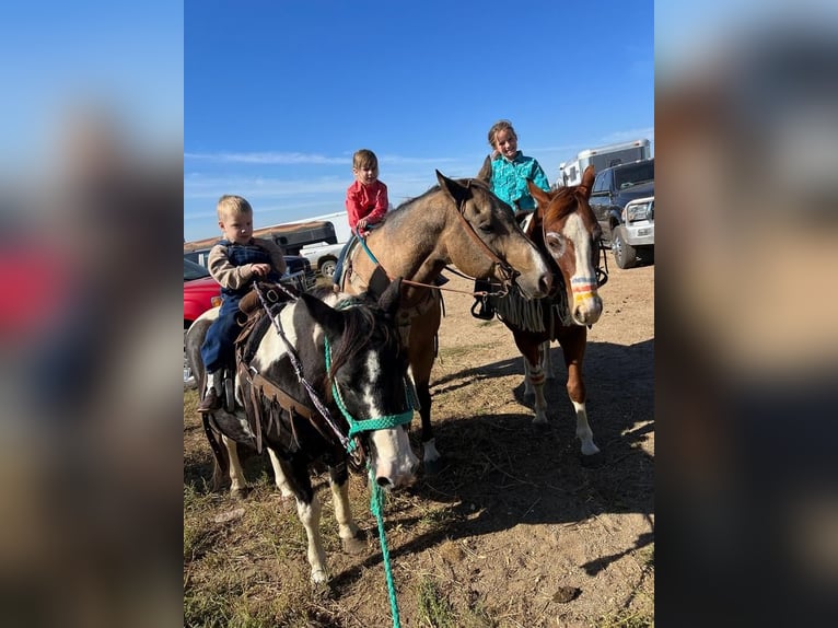 Quarter Pony Ruin 14 Jaar in Valley Springs, SD