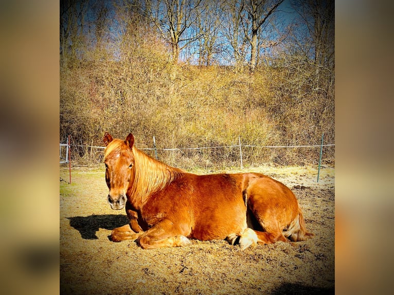 Quarter Pony Mix Ruin 15 Jaar 152 cm Vos in P&#xF6;ttmes