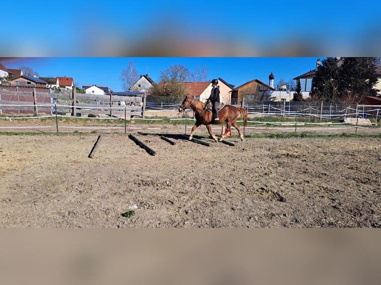 Quarter Pony Mix Ruin 15 Jaar 152 cm Vos in P&#xF6;ttmes