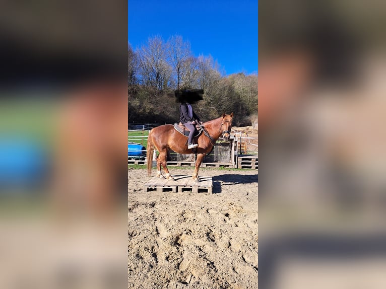 Quarter Pony Mix Ruin 15 Jaar 152 cm Vos in P&#xF6;ttmes